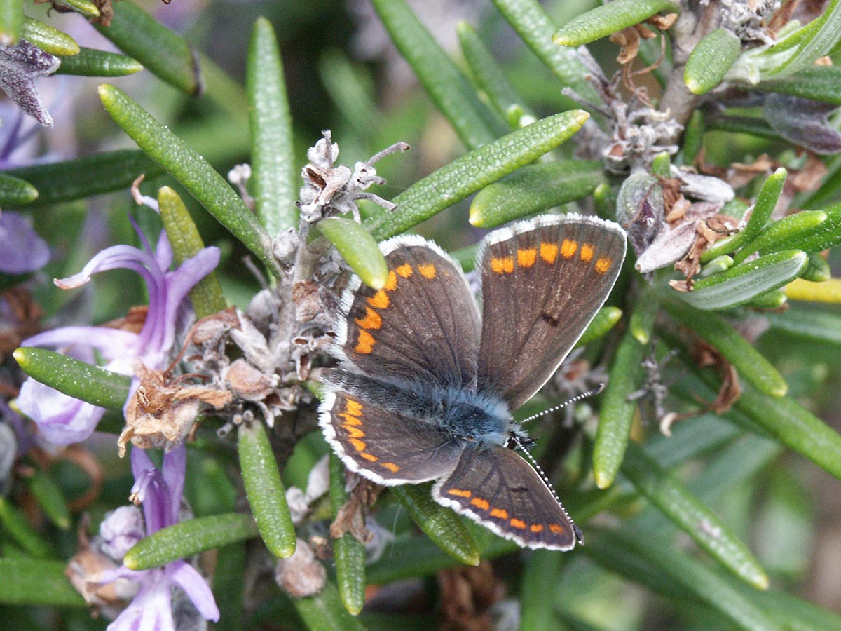 Rosmarinus officinalis